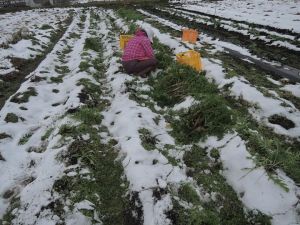 最後の収穫 最後の収穫