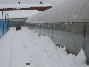 ビニールハウスの除雪 ビニールハウスの除雪