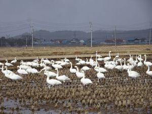 田んぼに白鳥たち 田んぼに白鳥たち