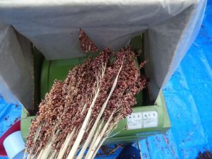 タカキビ脱穀! タカキビ脱穀!