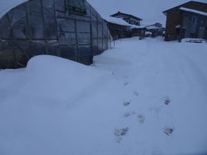降るわ降るわ 降るわ降るわ