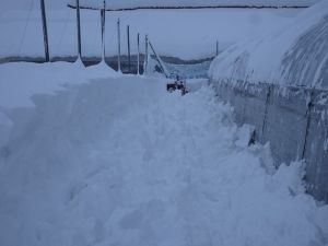 毎日ビニールハウス除雪 毎日ビニールハウス除雪