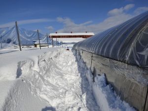 ビニールハウスの除雪