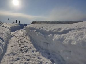 日差しに雪が 日差しに雪が