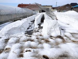 ハウスの雪を融かす。 ハウスの雪を融かす。
