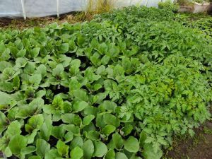植え付けを待つ野菜苗 植え付けを待つ野菜苗