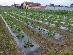 野菜の支柱立て 野菜の支柱立て