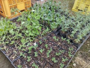 野菜苗も植え頃
