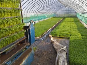 田植え開始